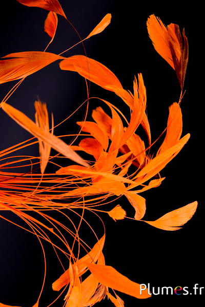 Coquetips chinchilla blanchis  - 13-18 cm - orange